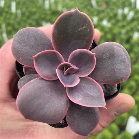 Echeveria 'Linn' - Succulent (2" Pot) | Little Prince To Go