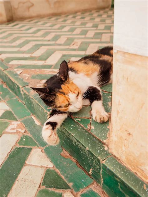 Two days in Marrakech: The perfect 2 day Marrakech itinerary | Finding