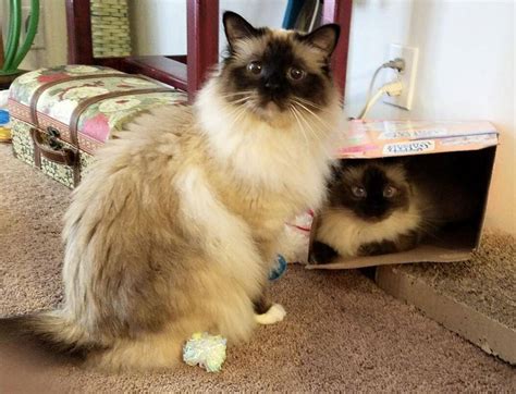 31+ Birman Kittens For Adoption - Furry Kittens