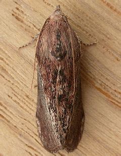 Galleria mellonella