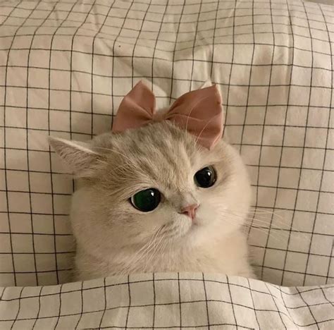 aesthetic cat profile picture