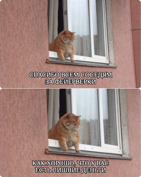 монтажная пена :: соседи :: котэ (прикольные картинки с кошками ...