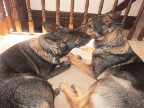 Walk N More Pet Services | Ballston Lake NY