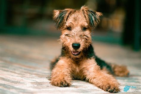 Эрдельтерьер (эрдель) 🐶 — описание, дрессировка, особенности ухода за ...