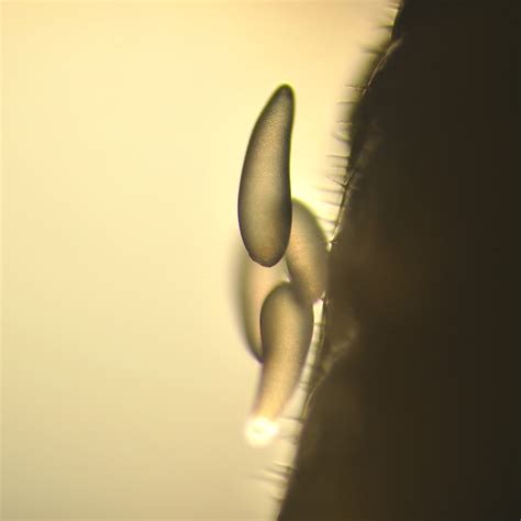 Province of Manitoba | agriculture - Parasites of Alfalfa Leafcutting Bees