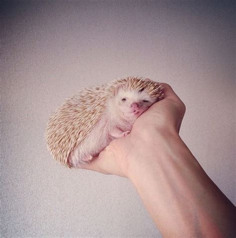 Darcy The Flying Hedgehog | Animals