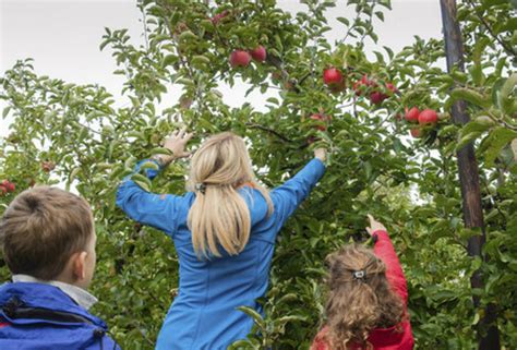 Massachusetts Farm is Urging Customers to Come Apple Picking