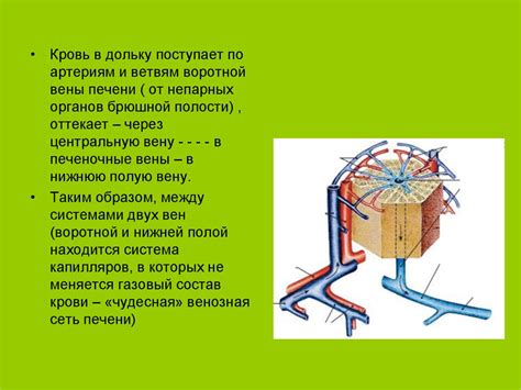 Функциональная анатомия печени - online presentation