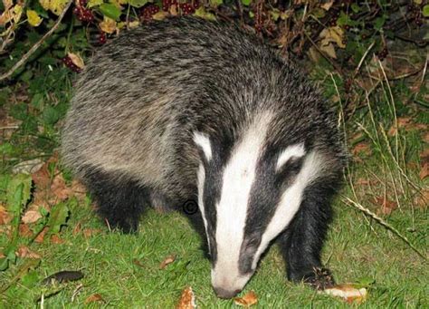 Elisabetta Vera Graziani: La Medicina degli animali: il Tasso
