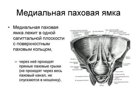 Спланхнология - раздел анатомии - online presentation
