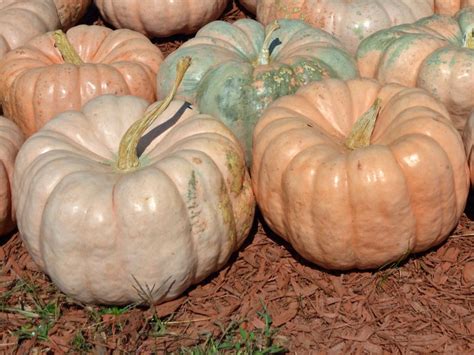 Planting Pumpkin Seeds | HGTV