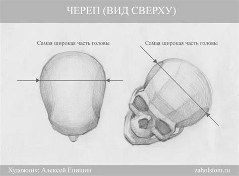 005 Как рисовать портрет. Самая широкая часть головы. Череп. Вид сверху ...