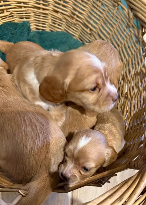 AKC Puppies For Sale In San Antonio, TX