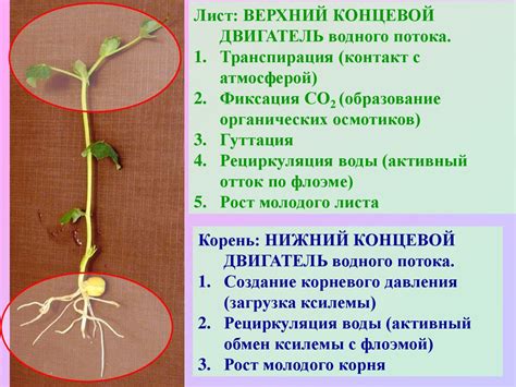 Водный обмен - презентация онлайн