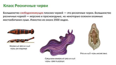 Тип Плоские черви План урока 1 Многообразие