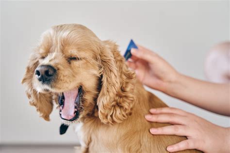 Dog Allergies: Symptoms, Treatments & More • Lemonade Insurance