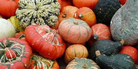 Seize the Season: Winter Vegetable Gardening Workshops On the Way ...