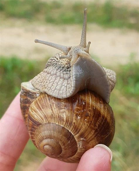 beautiful snail snail image giant african land snails pet birds