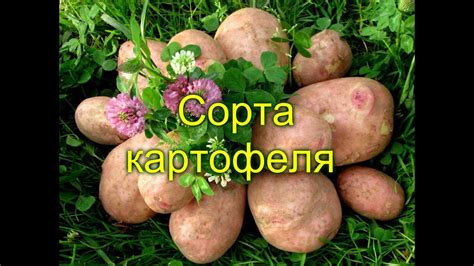 СОРТА КАРТОФЕЛЯ (фото) - YouTube