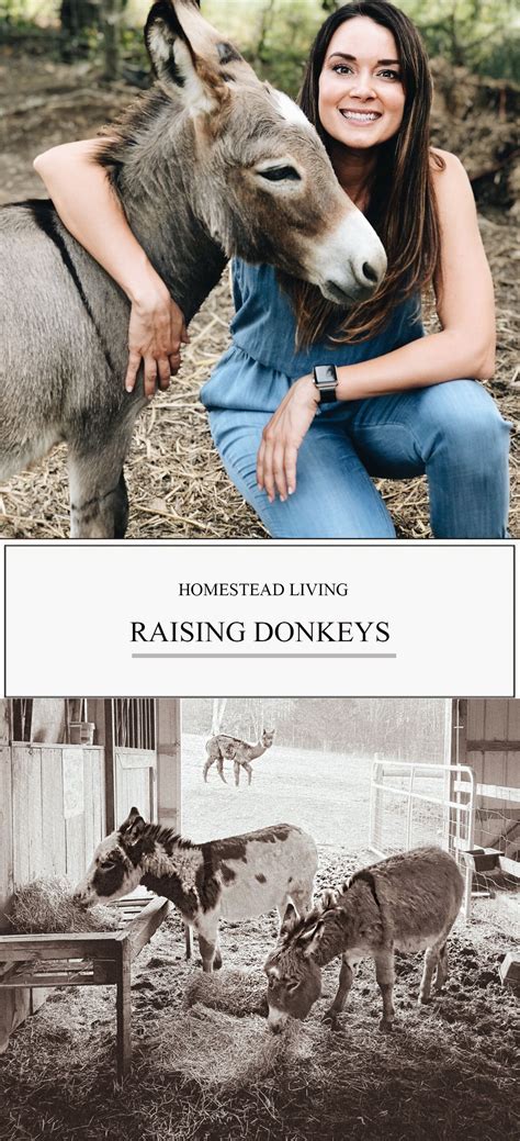 A beginners guide to caring for donkeys - all you need to know | Donkey