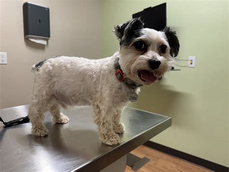 east springs animal hospital 4