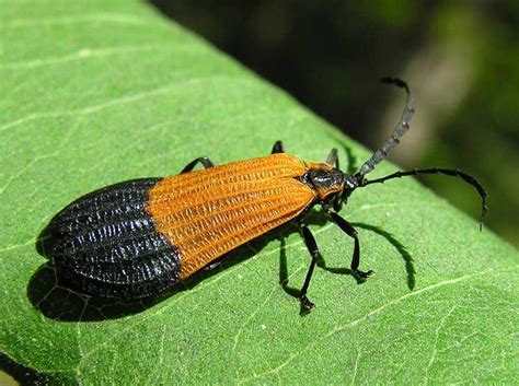 Netwing - Insects Morphology