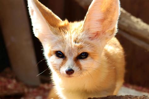 fennec fox diet Fox fennec animals vegan diet own desert qatar america ...