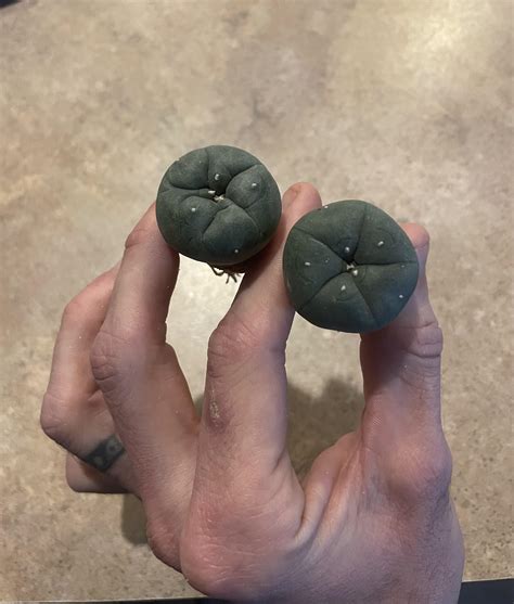 Got my first loph today! They supposed to be a Lophophora Williamsii ...