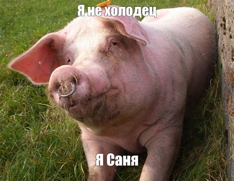Создать мем "старая свинья, морда свиньи, большая свинья" - Картинки ...