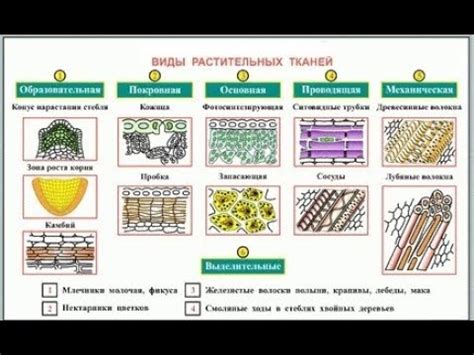 Ткани растений - YouTube