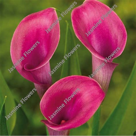 CALLA LILIES – Flowersfactory