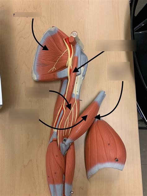 Arm model 1 Diagram | Quizlet