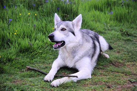 Inuit wolf dog stock image. Image of kanine, husky, wolves - 5171383