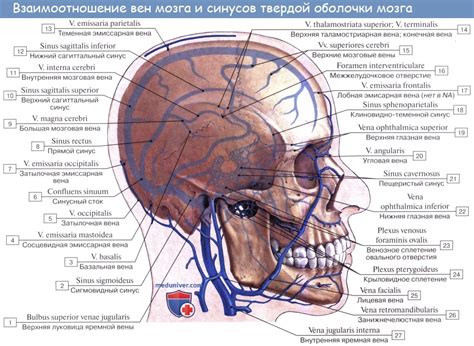 Анатомия: Синусы твердой оболочки, sinus durae matris. Поперечный синус ...