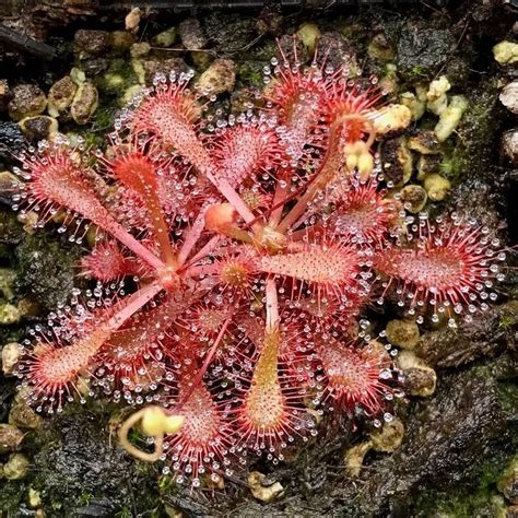 Plant FAQs: Drosera
