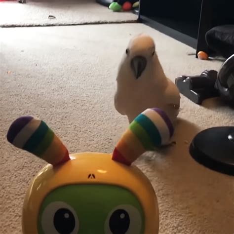Cockatoo discovers baby's new toys and his reaction is priceless