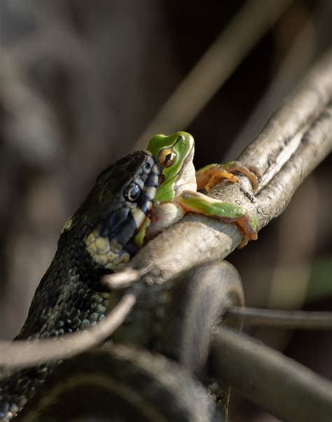 Като за последно.... | Author Nikolai Kovachev - Nick_the_quick | PHOTO ...