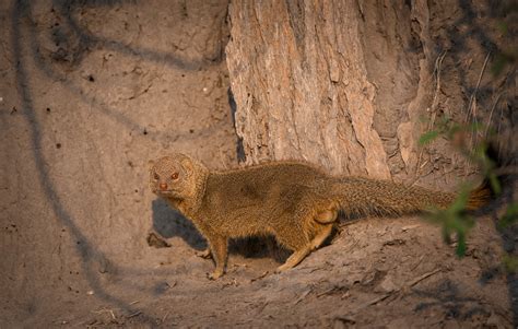 Slender Mongoose | Sean Crane Photography