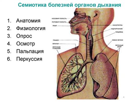 Семиотика болезней системы дыхания - презентация онлайн