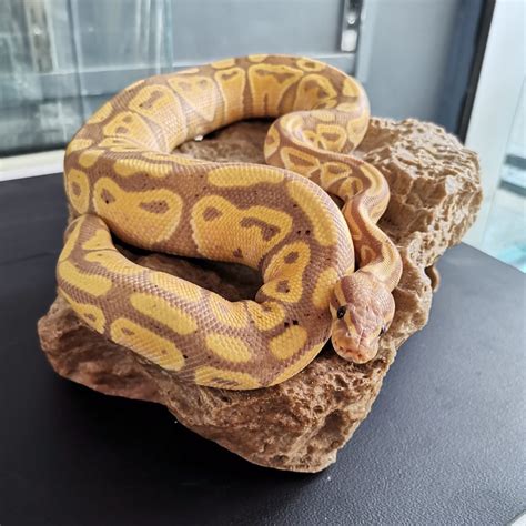 Кралски Питон – Banana – Teraristika