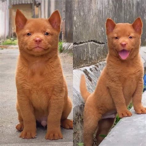 A Cat That Acts Like A Dog