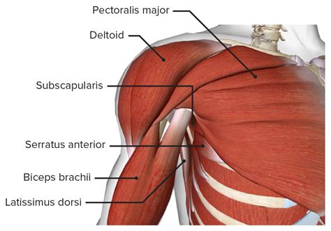 Axillary Anatomy Anatomy Drawing Diagram | Images and Photos finder