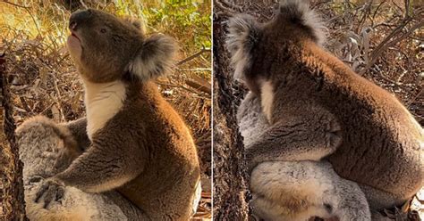 Male Koala Found Hugging And Holding Deceased Female Koala