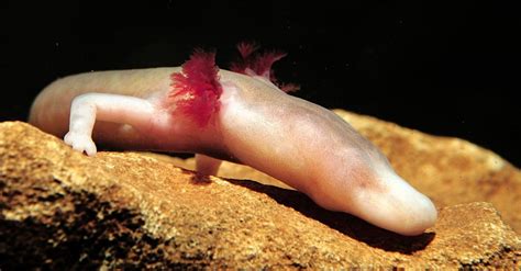 Olm Animal Facts - Proteus anguinus - A-Z Animals