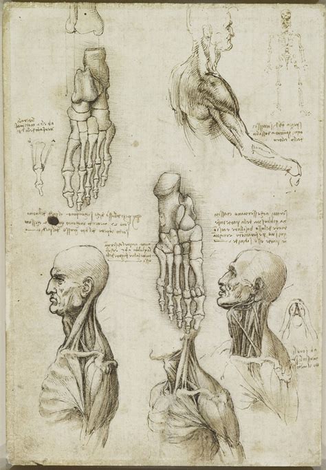 Recto: The throat, and the muscles of the leg. Verso: The bones of the ...