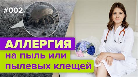 Аллергия на пыль или пылевых клещей. Клещ домашней пыли: как избавиться ...