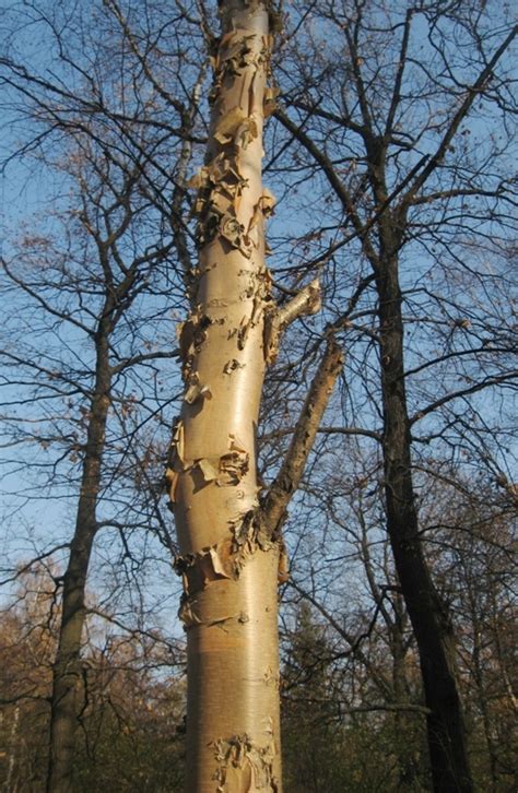 Betula costata - Изображение особи - Плантариум