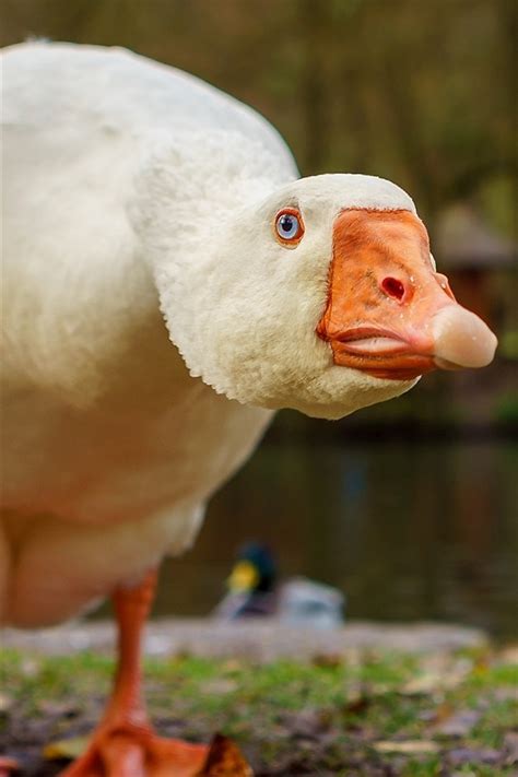 Wallpaper Goose look at you, head, beak 1920x1200 Picture, Image
