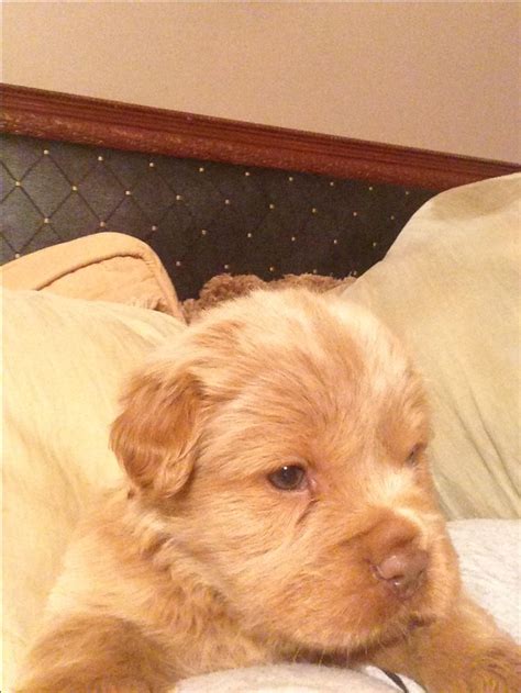 cocker pei puppy female