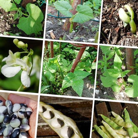 Фасоль обыкновенная (Phaseolus vulgaris L.), лекарственные травы